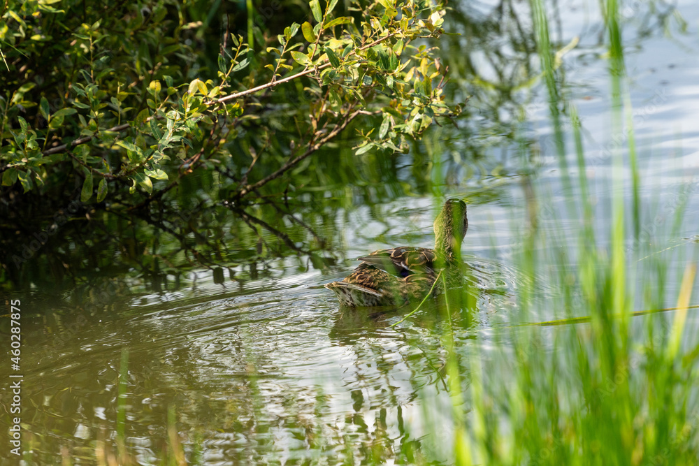 Duck Duck