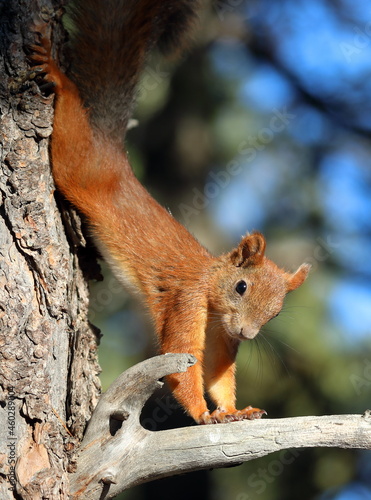 Sciurus vulgaris. Squirrel in pine forest in autumn © pisotckii