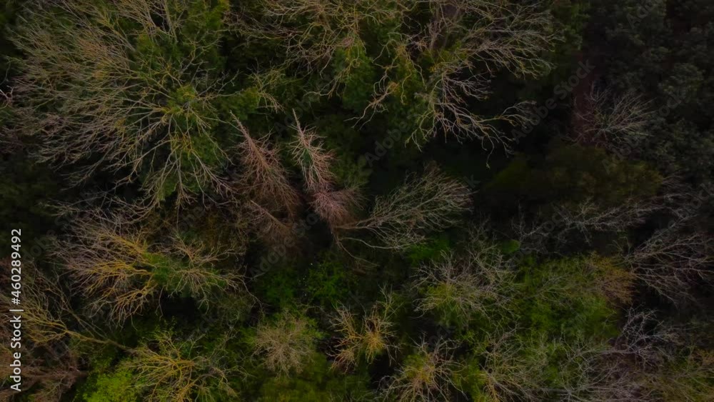 Bird eye view of typical English forest canopy in spring with vibrant colours 4k Bird eye view of typical English forest canopy in spring with vibrant colours 4k
