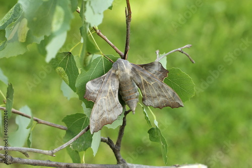 Laothoe amurensis photo