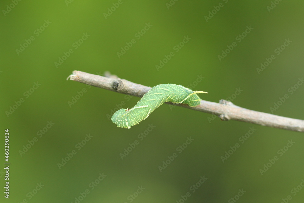 Laothoe amurensis Laothoe amurensis