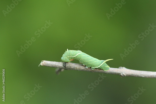 Laothoe amurensis © Andrey