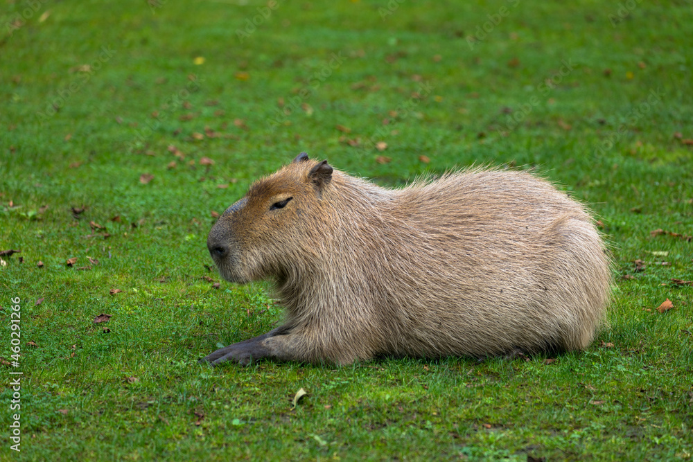 Side view of a capybara, the largest living rodent in the world. Side view of a capybara, the largest living rodent in the world.