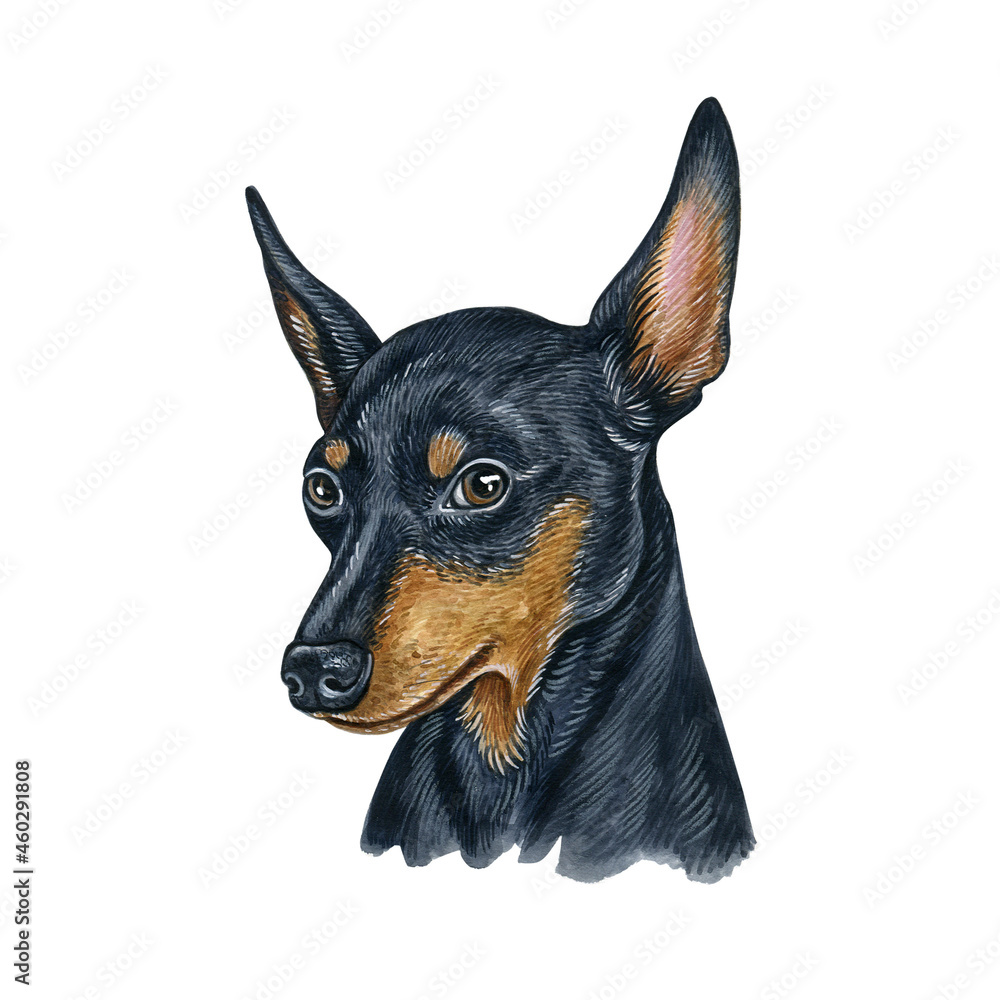 Watercolor illustration of a funny dog. Hand made character. Portrait cute dog isolated on white background. Watercolor hand-drawn illustration. Popular breed dog. miniature pinscher Watercolor illustration of a funny dog. Hand made character. Portrait cute dog isolated on white background. Watercolor hand-drawn illustration. Popular breed dog. miniature pinscher