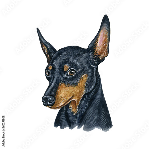 Watercolor illustration of a funny dog. Hand made character. Portrait cute dog isolated on white background. Watercolor hand-drawn illustration. Popular breed dog. miniature pinscher photo