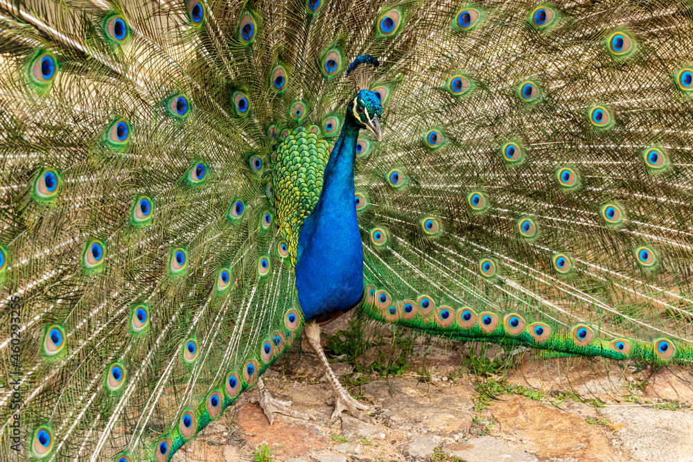 Obraz premium Peacock displaying its colorful feathers.
