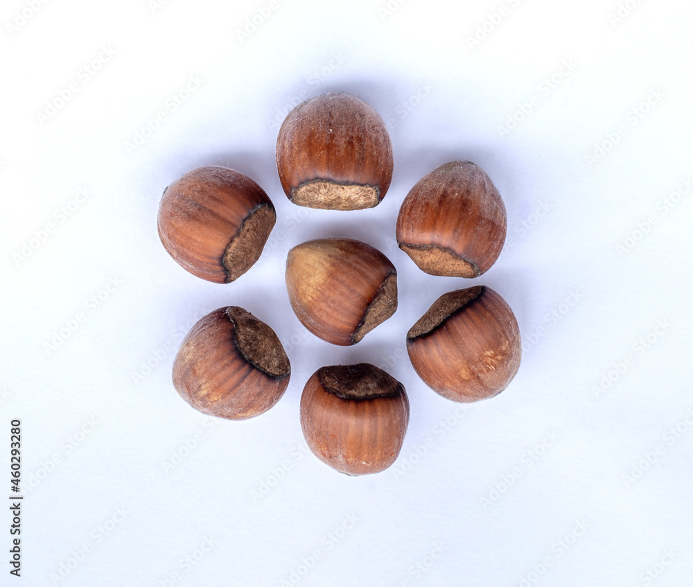 hazelnut hazelnut
