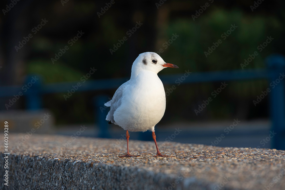 Fototapeta premium Black Headed Gull