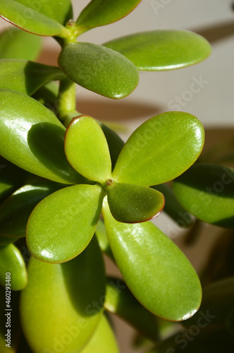 a potted indoor flower. succulent with thick leaves, green plants. background for the design.