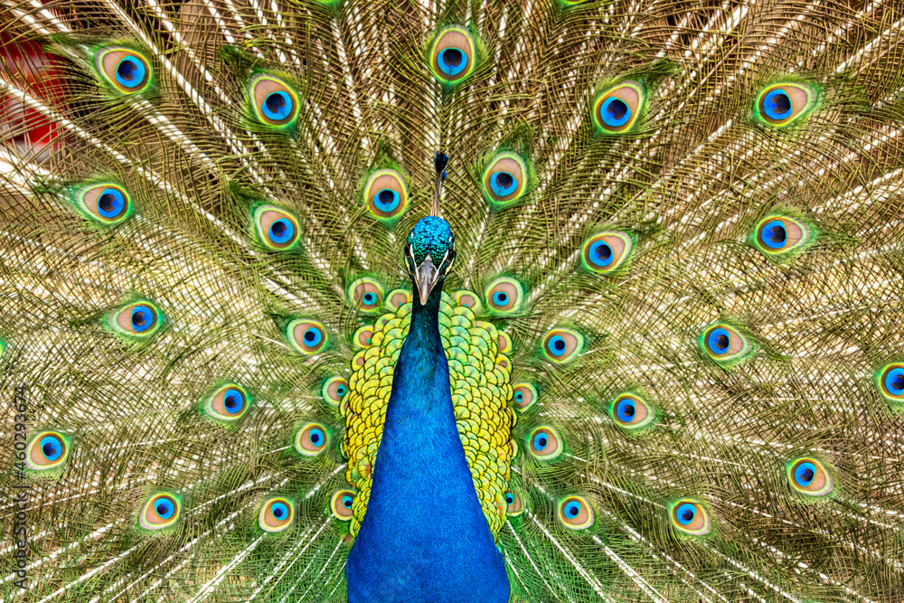 Fototapeta premium Peacock displaying its colorful feathers.