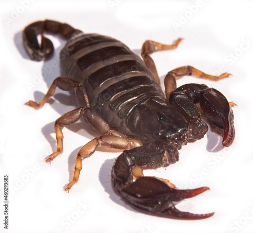 Black scorpion