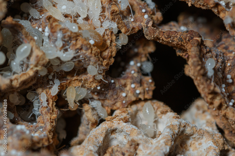 Termite white larvae with many on a termite nest,close up Termite white larvae with many on a termite nest,close up