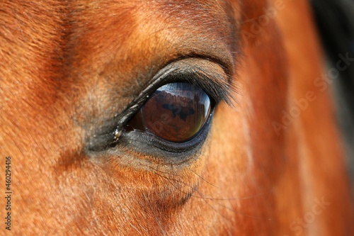 close up of an eye from a brown quarter horse