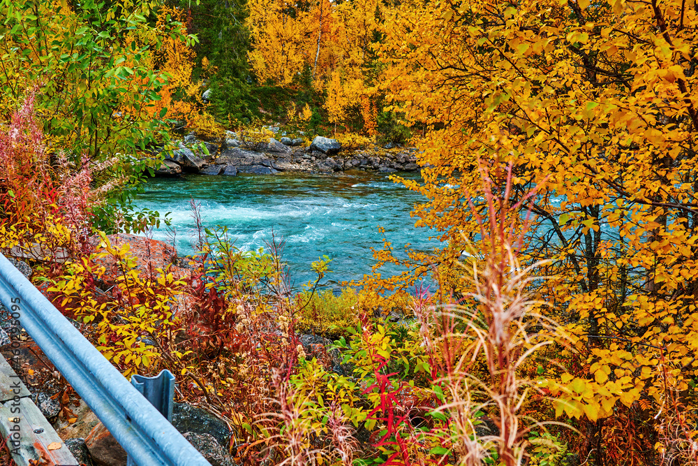 Obraz premium Rushing river in northern Sweden that flows through autumn-colored forests.