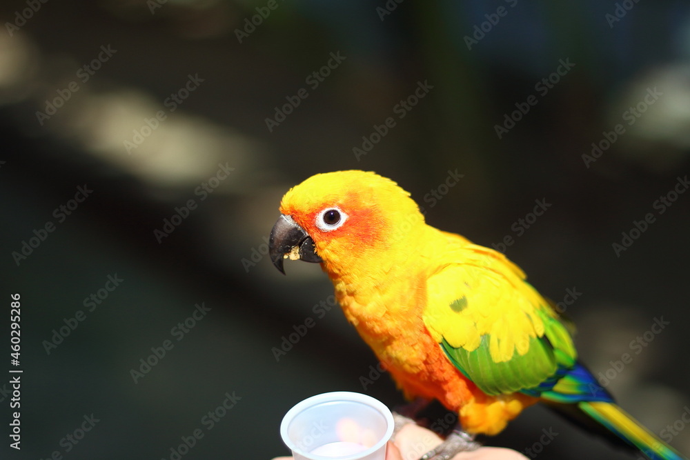 手に止まって餌を食べているコガネメキシコインコ
