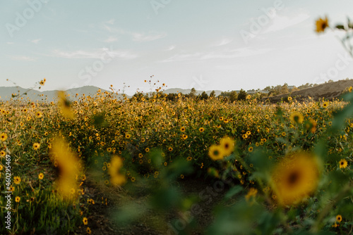 get lost in the sunflowers photo