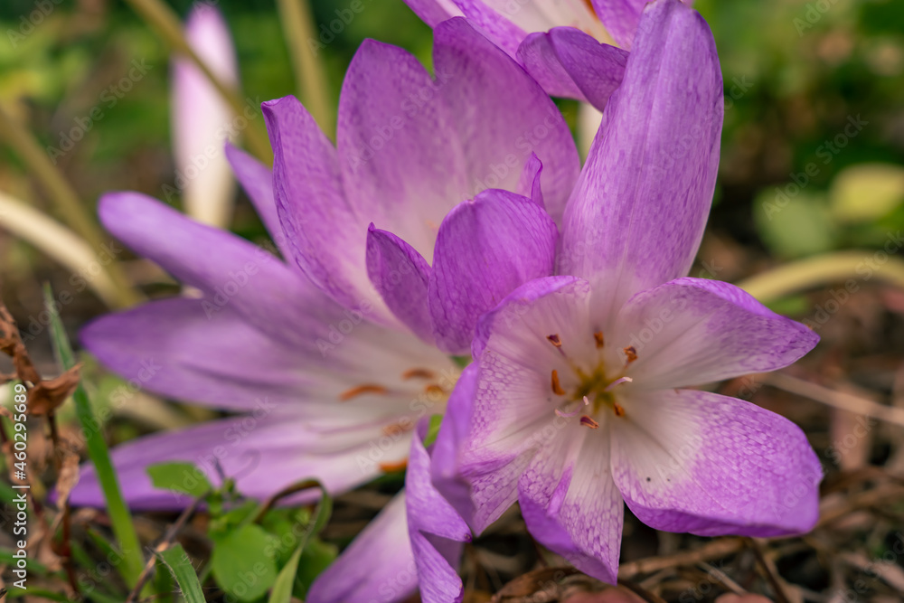 Naklejka premium beautiful purple flower natural light Japanese garden