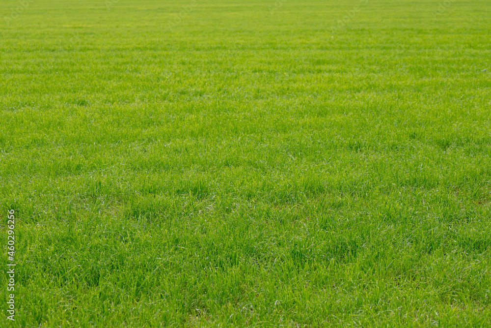 Summer landscape view of grass field on the field, Green grass meadow on the lawn, Nature pattern background, Free copy space for your text.