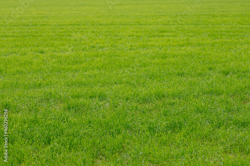 Summer landscape view of grass field on the field, Green grass meadow on the lawn, Nature pattern background, Free copy space for your text. © Sarawut