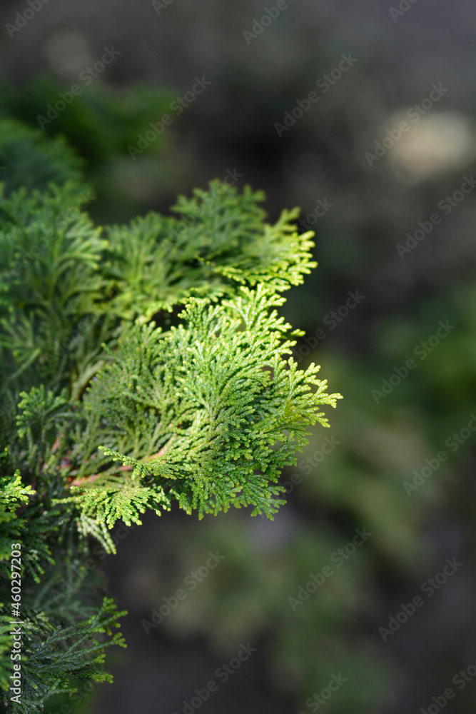 Graceful Hinoki cypress