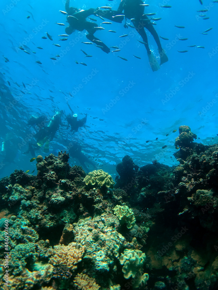 Fototapeta premium coral reef and diver