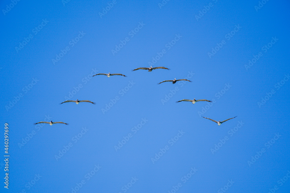 birds in flight, brown pelican

