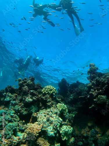 coral reef and diver © likbatonboot