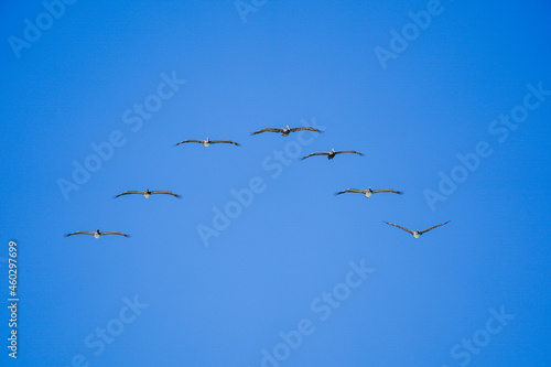 birds in flight, brown pelican 