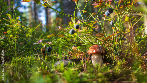 Podosinovik mushroom in the forest photo