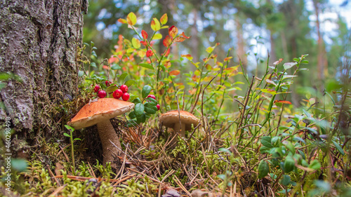 Podosinovik mushroom in the forest photo