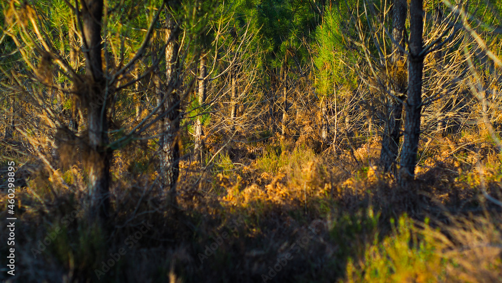Rangées de pins, entrecoupées par des chemins de terre, dans la forêt des Landes de Gascogne.   Le coucher du soleil met bien en valeur les riches teintes de la forêt