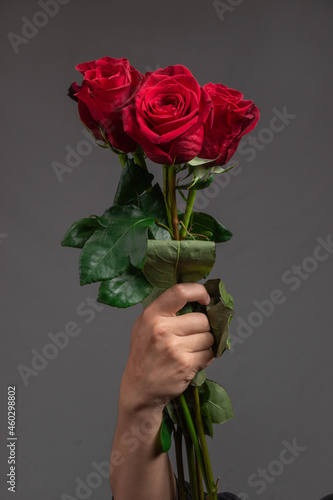 in studio background a person's hand holding three beautiful red rose, beauty of nature, close up to the petals of the natural flower, gift for special occasions