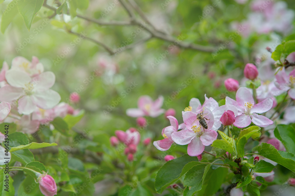 Obraz premium Flowering of the apple tree. Spring background of blooming flowers. White and pink flowers. Beautiful nature scene with a flowering tree. Spring flowering garden fruit tree