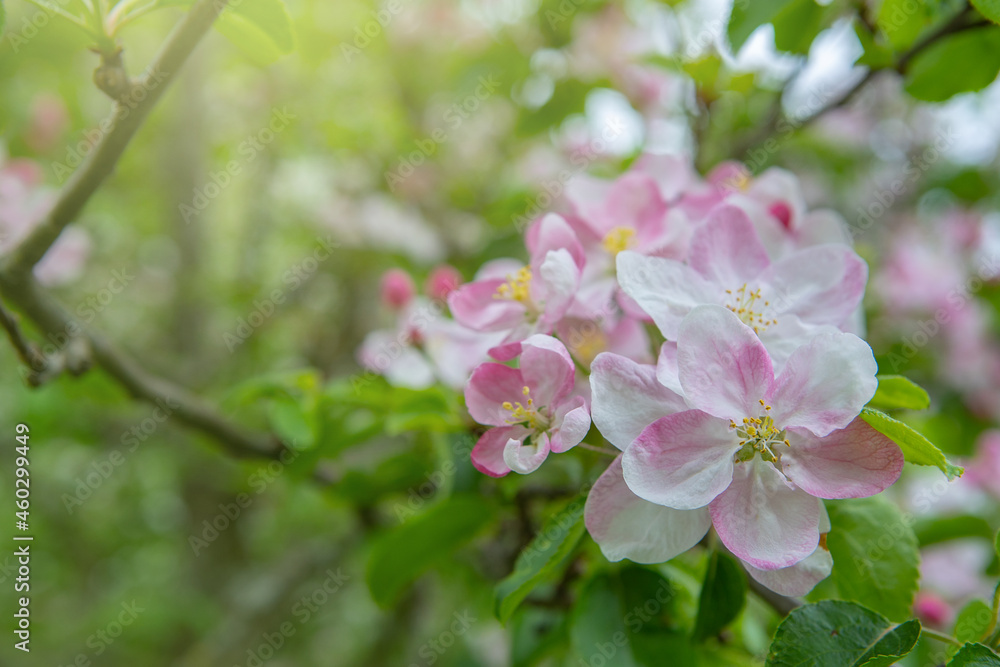 Obraz premium Flowering of the apple tree. Spring background of blooming flowers. White and pink flowers. Beautiful nature scene with a flowering tree. Spring flowering garden fruit tree