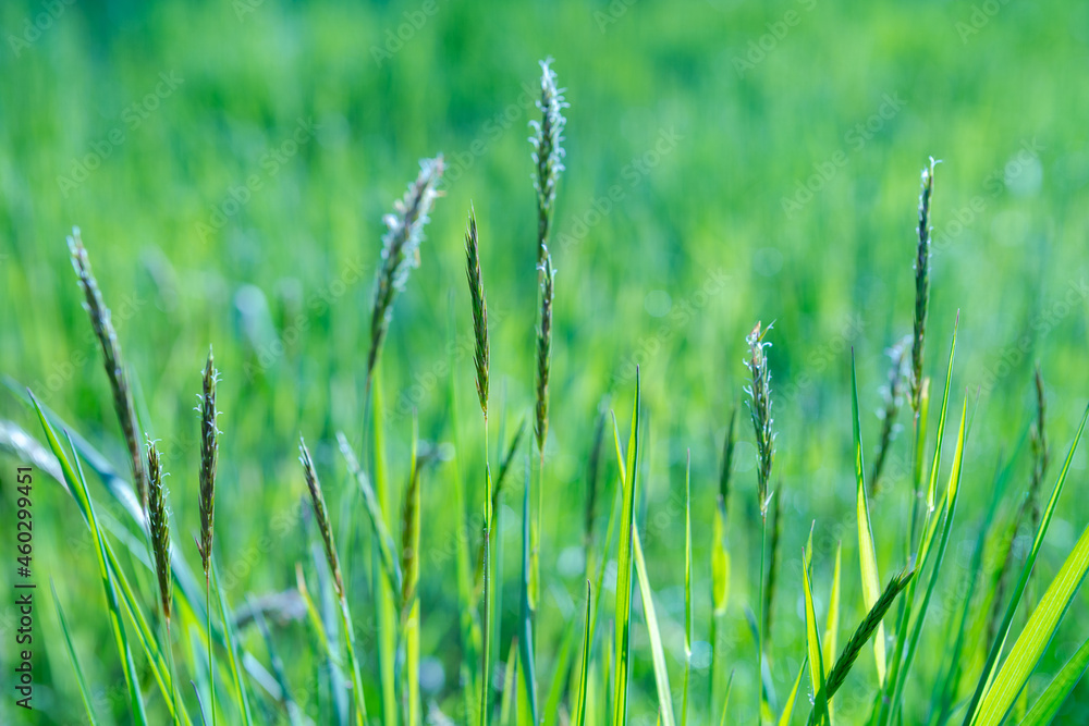 Fresh green grass field on blurred bokeh background. Soft focus. Beautiful sunlight spring or summer lawn. Spring or summer season nature landscape. Natural green grass texture. Copy space