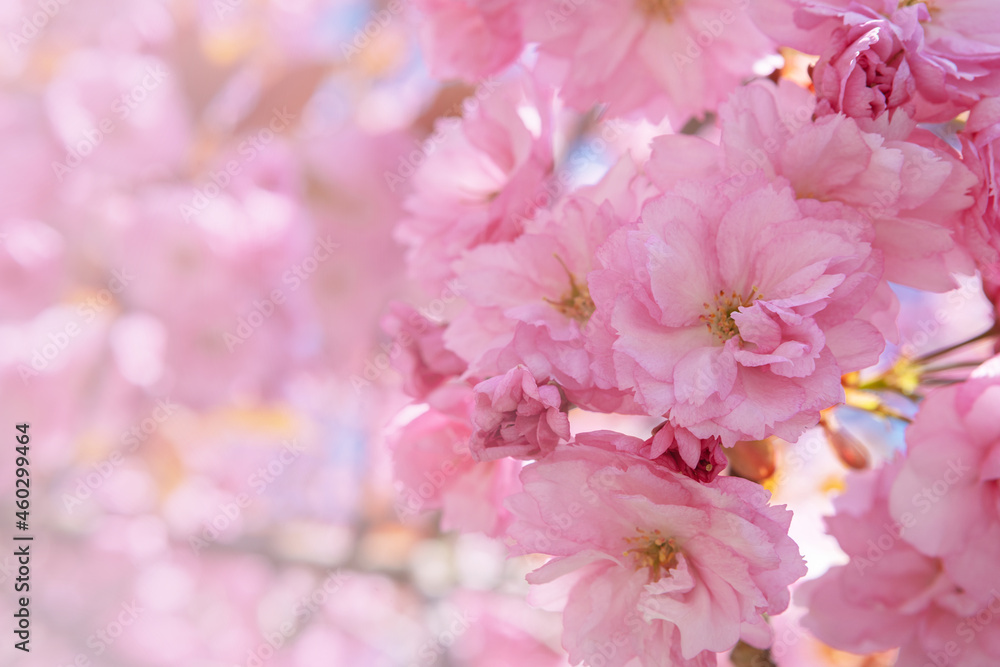 Cherry tree blossoms in the springtime. Spring season. Tenderness. Branch of cherry. Perfumery concept. Cherry flowers. Cherry flowers on background. Floral backdrop
