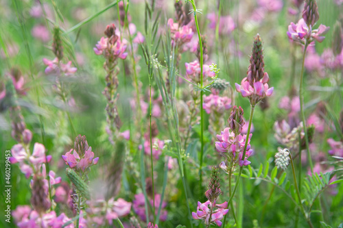 Field Pink flowers Sainfoin  Onobrychis Viciifolia . Wildflowers background. Herbs. Herbal Medicine concept