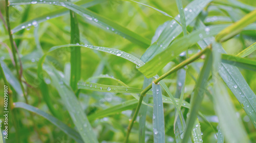 Green grass leaves in raindrops in cool weather