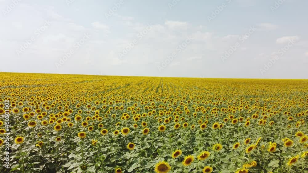 Top view of a field with a sunflower. video from a drone Top view of a field with a sunflower. video from a drone