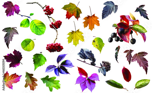 Berries and colorful autumn foliage of different plants isolated on white background. Illustration, vector. Bright autumn leaves for your design.