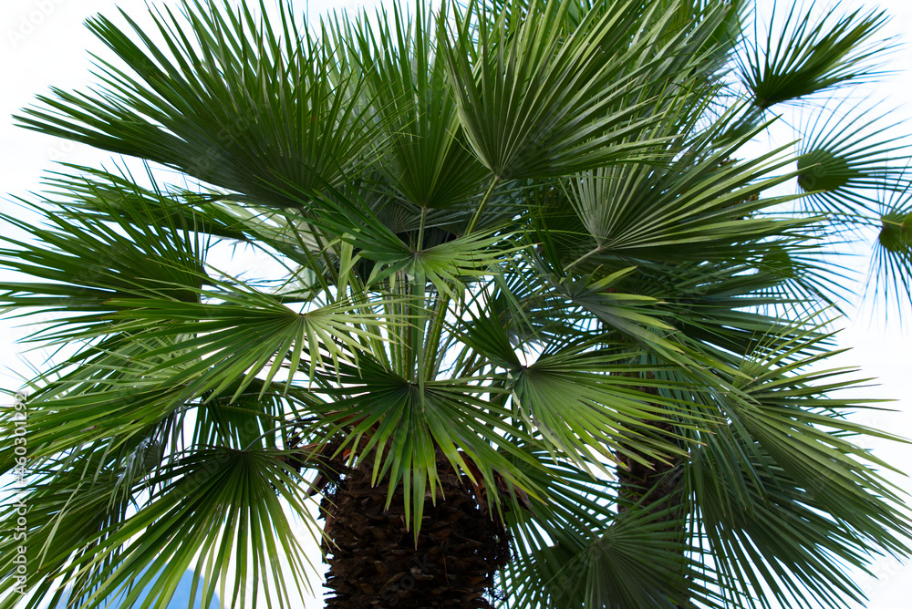 Palm tree at City of Lugano on a late summer morning. Photo taken September 11th, 2021, Lugano, Switzerland.