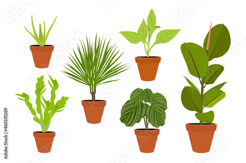Collection of 6 potted home natural plants for designs, web designs and print