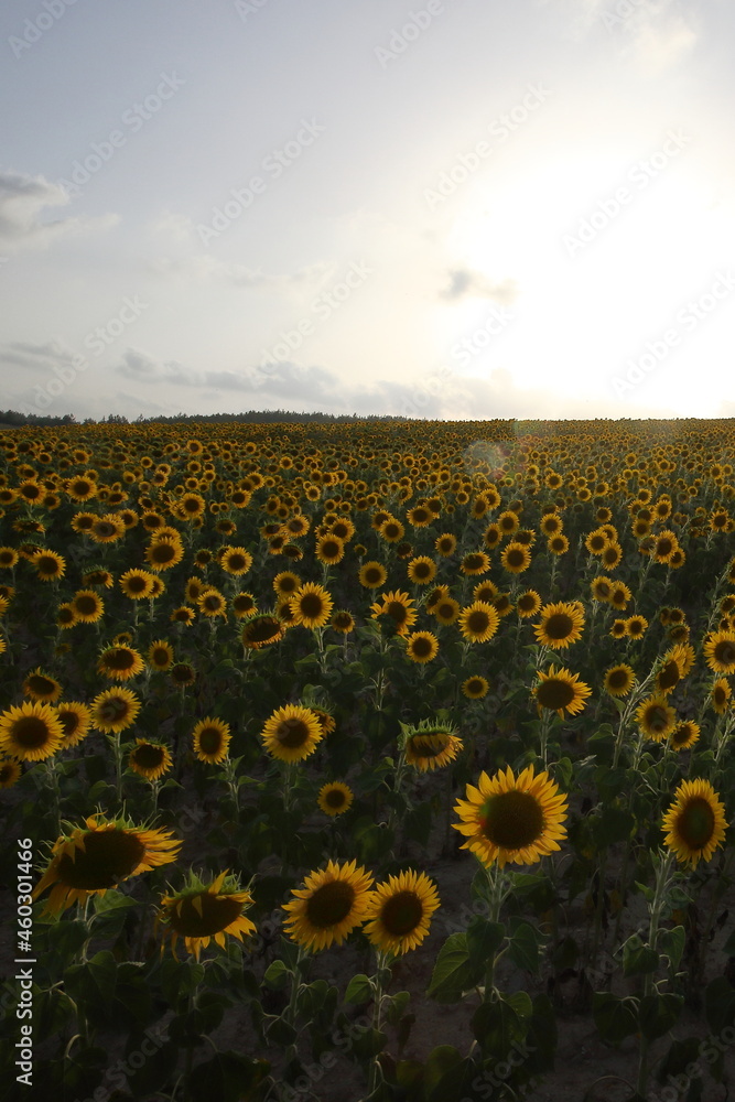 Fototapeta premium sunflower field at sunset