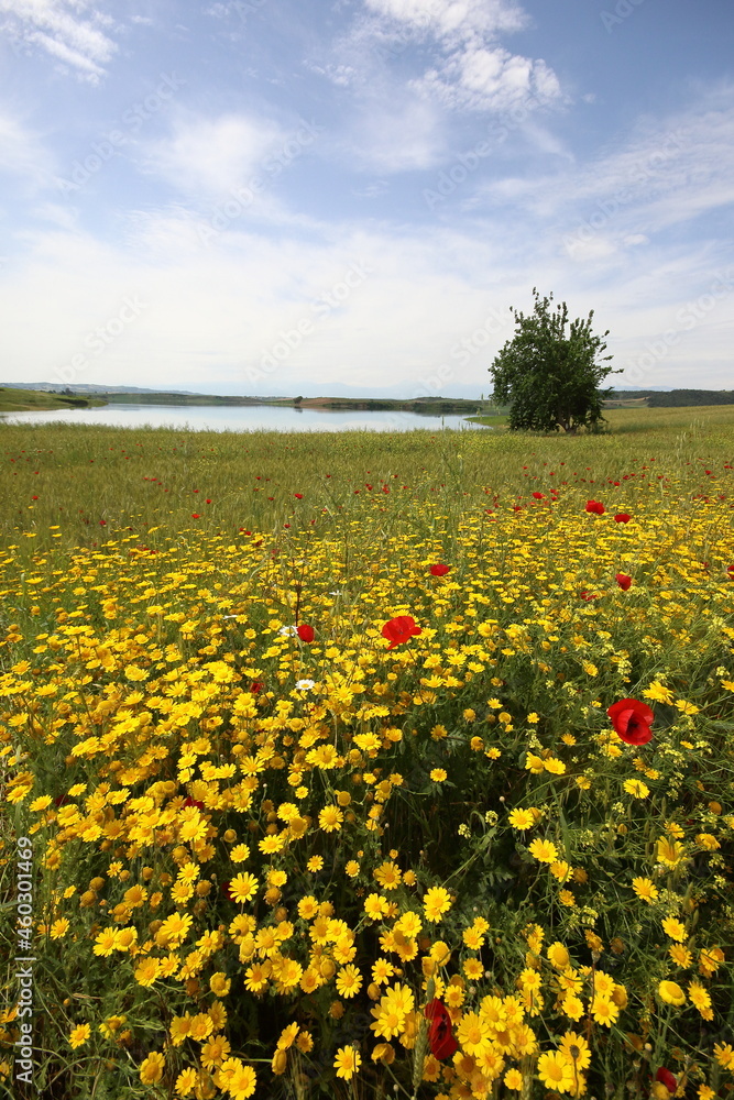 Obraz premium Wild flowers in spring
