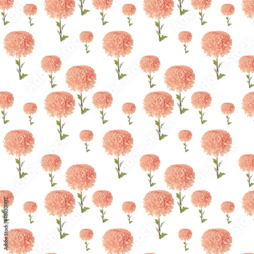 Pattern beautiful pink chrysanthemum on a white background.