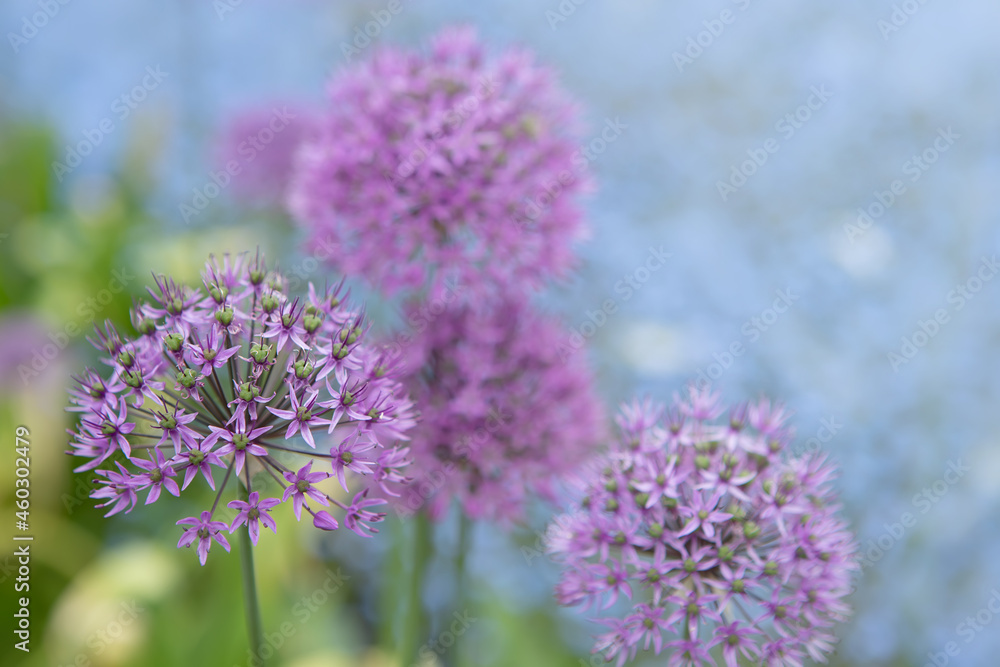Blooming violet onion plant in garden. Flower decorative onion. Close-up of violet onions flowers on summer field.. Violet allium flower allium giganteum. Beautiful blossoming onions. Garlic flowers Blooming violet onion plant in garden. Flower decorative onion. Close-up of violet onions flowers on summer field.. Violet allium flower allium giganteum. Beautiful blossoming onions. Garlic flowers