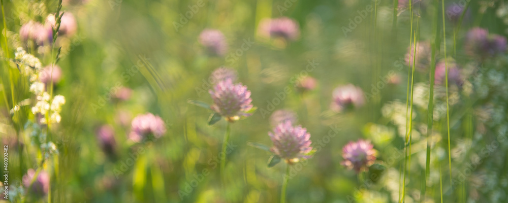 Wild pink clover (Trifolium pratense) in green grass field. Soft focus. Clover flowers field in sunset. Spring or summer nature background with green grass and wildflowers Wild pink clover (Trifolium pratense) in green grass field. Soft focus. Clover flowers field in sunset. Spring or summer nature background with green grass and wildflowers