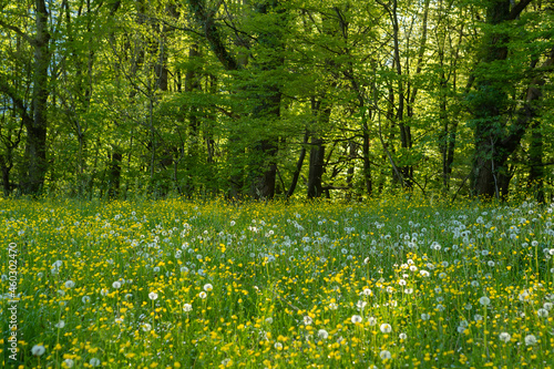 Fototapeta Naklejka Na Ścianę i Meble -  Alpen Landscape. Green field meadow full of spring flowers with forest on the background. Selective focus. Spring Nature. Beautiful Landscape