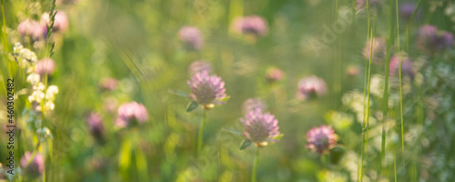 Wild pink clover (Trifolium pratense) in green grass field. Soft focus. Clover flowers field in sunset. Spring or summer nature background with green grass and wildflowers 
