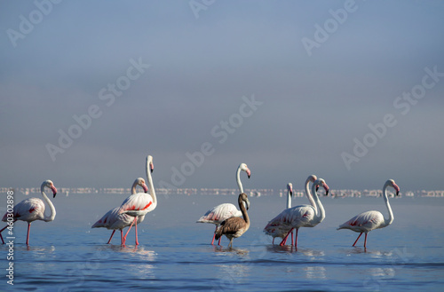 Wild african birds. Group birds of white african flamingos walking around the blue lagoon on a sunny day